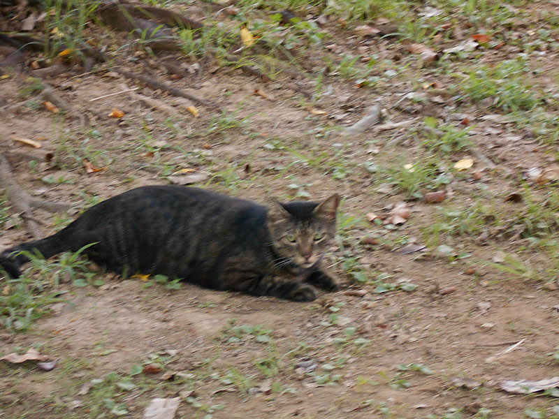 目つきの悪い猫にガン飛ばされる｜沖縄ラブホテル情報の管理人のブログ
